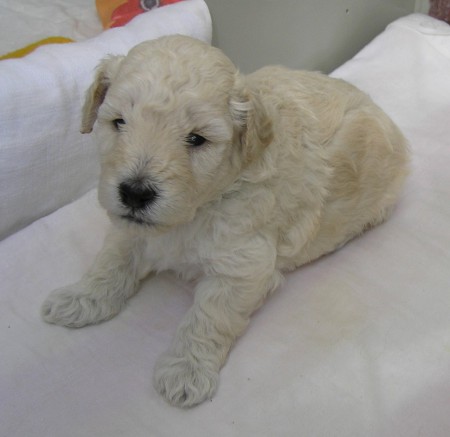 23. den BECRUX 720 g